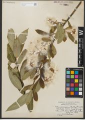 Foto von Salix serissima (L. H. Bailey) Fern.